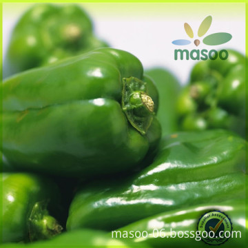 Fresh green pepper, fresh vegetables from China, good quality